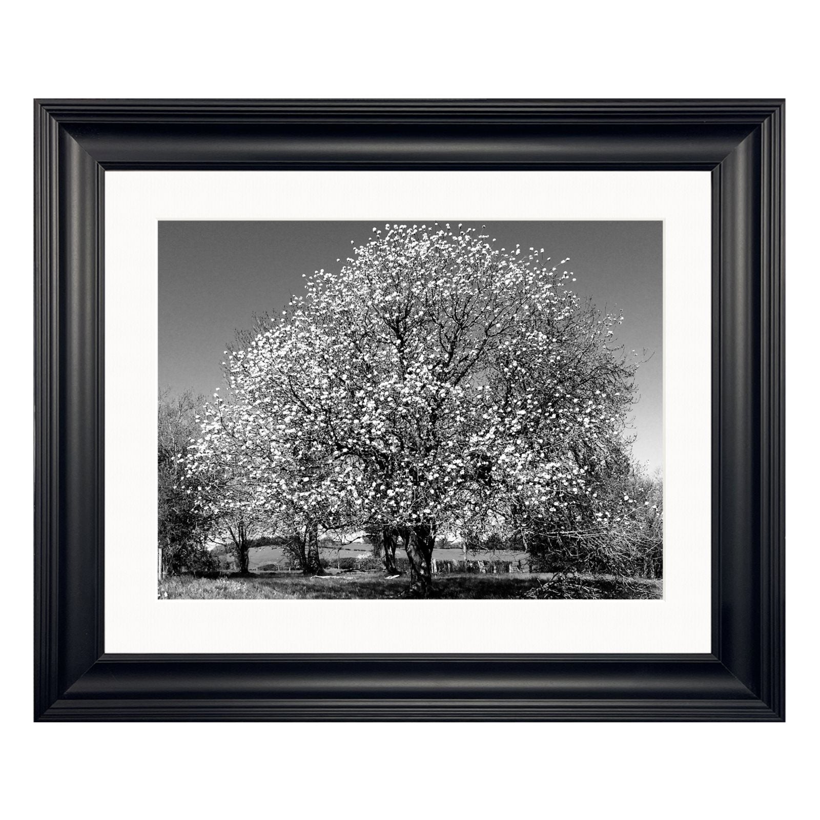 Monochrome Moments . . . 'Hawthorn in Spring' Framed Fine Art Print