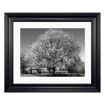 Monochrome Moments . . . 'Hawthorn in Spring' Framed Fine Art Print