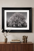 Monochrome Moments . . . 'Hawthorn in Spring' Framed Fine Art Print