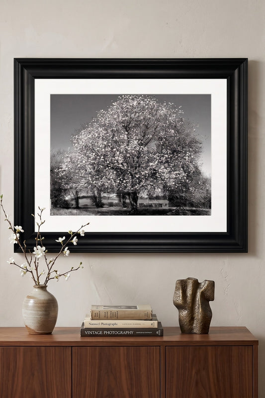 Monochrome Moments . . . 'Hawthorn in Spring' Framed Fine Art Print